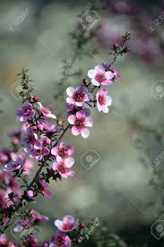 Here are some of the five best purple flowering trees we can grow in our area. Beautiful Australian Native Pink Tea Tree Flowers Leptospermum Stock Photo Picture And Royalty Free Image Image 132589496