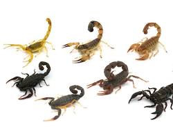 Image of العقارب Chactidae