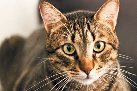 Brown/black tabbies and red/orange/ginger tabbies are most common. What Exactly Is A Mackerel Tabby Cat Catster