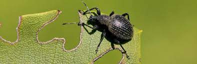 How to get rid of weevils in my bedroom. Vine Weevils Treatment And Control Lovethegarden