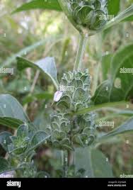 Image result for Meiosperma