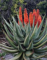 A medium or high light situation is best as long as. Aloe Succotrina Orange Flowers On Aloe Vera Succulent Landscaping Aloe Plant Desert Plants