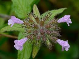 Image result for Clinopodium uhligii