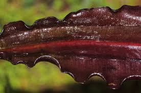 Image result for Aponogeton stuhlmannii