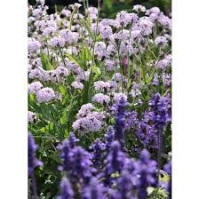 Eisenkraut Polaris Rosa Garten Pflanzen Beeteinfassung Pflanzen