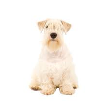Date of birth of the. Sealyham Terrier Petland Dunwoody Puppies For Sale