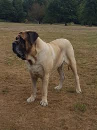 my most special and devoted friend marcus the old english mastiff july 2018 aged 9 years 5 months weight 85 kg ke english mastiff napoleon mastiff mastiffs