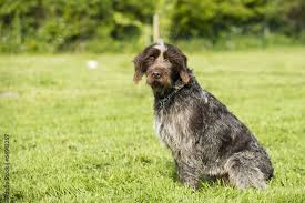 Image result for griffon korthalsův