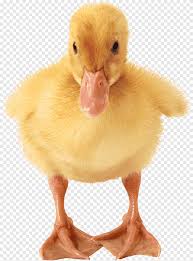 Maybe you would like to learn more about one of these? Baby Duckling Png Images Pngegg