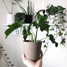 Philodendron Selloum Aka Hope Plant Doing Well Houseplants Plants Plant Fungus Plant Decor