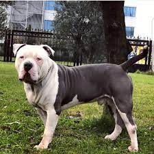 pablo escobar american bully xl sahibi phenomenal bullies super tuyu kadar omru olsun begenmeden gec pitbulls pablo escobar dogs
