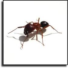 For all your residential & commercial needs. 37 Animal Rangers Florida Nuisance Wildlife Management Pest Control Services Ideas Rodent Control Pest Control Services Getting Rid Of Rats