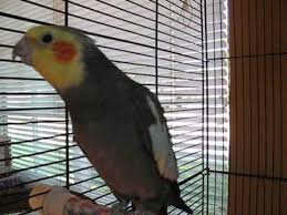 Birds Of A Feather Song Original Video Click To Play Cockateil Cockatiel Pet Singer Bird Singing Original Song Tunes Pet Birds