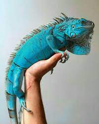 Pin By Sam Bacchini On Animal Iguana Pet Cute Reptiles Reptiles Pet