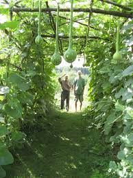 Gourd Trellis Cucumber Trellis Diy Cucumber Trellis Diy Trellis
