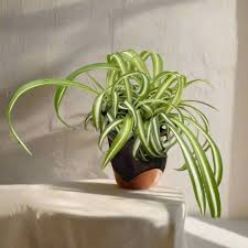 Image result for Biophytum crassipes