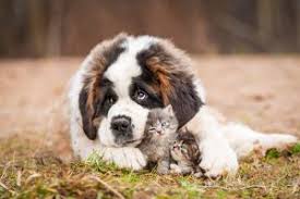 Maybe you would like to learn more about one of these? Puppies Kittens In Alamogordo Nm Leslie Animal Clinic