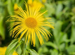 Image result for Inula