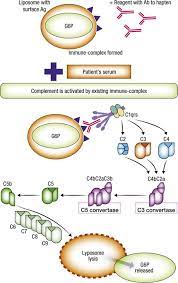 When adapting the immediate bromcresol green method for urinary albumin determination a correlation study with the mancini single radial immunodiffusion (srid) method was performed. Radial Immunodiffusion An Overview Sciencedirect Topics
