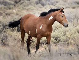 Do visit the sand wash basin facebook page to view current photos as well as updates and information about the basin. Pin On Colorado Mustangs