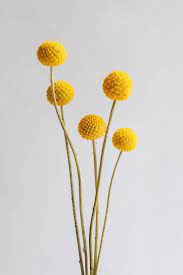 Pin By Bme On Glass Mustard Flowers Dried Flowers Flowers