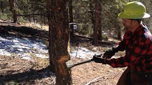 Cutting Down A Tree With An Axe Youtube