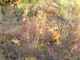 Image result for Eragrostis nindensis