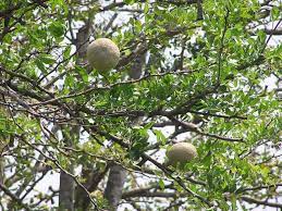 Cek lokasi ketika anda sedang berada di karawang, maka anda pun tak perlu khawatir untuk kehabisan destinasi wisata. Kawista Atau Buah Kawista Rasa Unik Langka Dan Kaya Manfaat