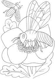 They stay busy harvesting pollen to make honey for themselves and. Bee On A Flower Coloring Page Free Printable Coloring Pages Insect Coloring Pages Spider Coloring Page Bee Coloring Pages