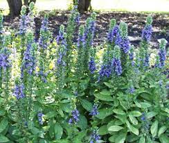 Lobelia Siphilitica Pollinator Garden Garden Planning Flower Garden