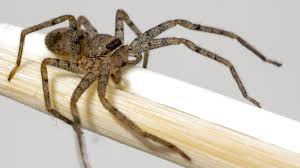 Though you can die from its bite, that's quite uncommon. Venomous Brown Recluse Spider Crawls Into Woman S Ear Live Science
