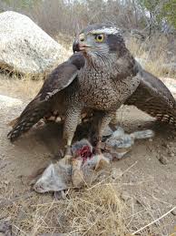 Birds Of Prey Animals Pin By Peter Vadnais On Hawks Birds Of Prey Pet Birds Wild Birds