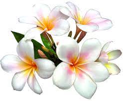 Plumeria stock vectors, clipart and illustrations 14,146 matches. White Large Png Flower Clipart Flower Clipart Flower Painting Flower Art