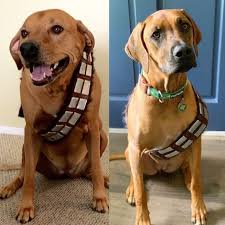 Chewbacca Inspired Dog Bandolier Costume Adjustable And Etsy Star Wars Pet Costumes Star Wars Dog Costumes Dog Chewbacca Costume