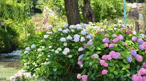 Image result for Hydrangea macrophylla