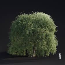 Image result for Salix babylonica