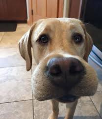 It's not like wasps will randomly attack you for no reason or anything. 10 Adorable Dogs That Just Learned Why Bees Are Not Snacks