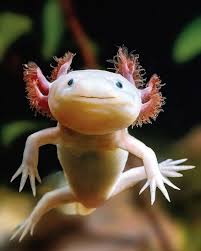 Tag A Friend Who Loves Axolotls Like Axolotl Cute Axolotl Weird Animals
