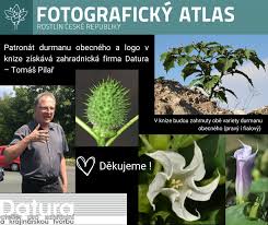 Image result for durman obecný plod