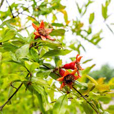 Pomegranate trees produce the incredible pomegranate fruit and have been cultivated for several millennia. Growing Pomegranate Trees In Containers