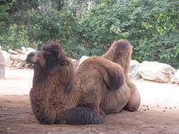 Also blood flow can be very low in. It Is Not Water That Is Stored In Camel Bumps What Is The Mechanism By Which Camels Endure Life In The Harsh Desert Gigazine