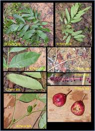 Image result for Lepisanthes