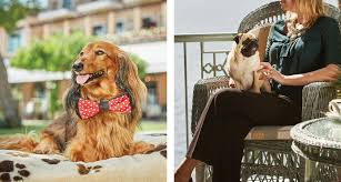 The Friendliest Pet Friendly Hotels In 2020 Pet Friendly Hotels Dog Friendly Beach National Pet Day