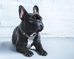 Places chelsea, alabama pet servicekennel sweet southern charm french bulldogs. 7 Best French Bulldog Rescues 2021 We Love Doodles