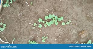 Image result for Merremia emarginata