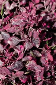 Image result for Aerva