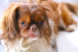 Ways to calm dog storm anxiety. How To Calm A Dog During Thunderstorms Fireworks Loud Noises