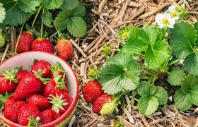 Wann kann man erdbeeren pflanzen? Was Kann Ich Zu Erdbeeren Pflanzen Garta