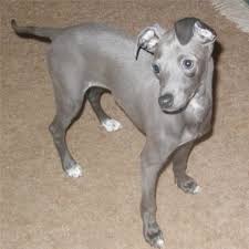 Above i am pictured with one of the very. Is An Italian Greyhound The Right Dog For You Pethelpful