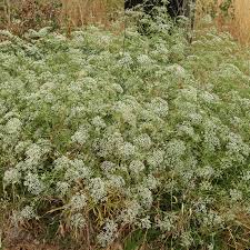 Image result for Culcasia falcifolia